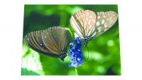 Película en vinilo adhesivo para portátiles 10-17", Arte Floral mariposas